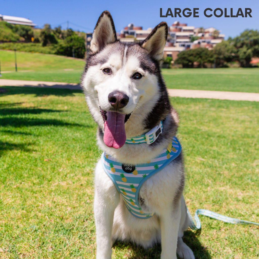Cappy Pineapple Dog Collar • Nobu Dog • Collar