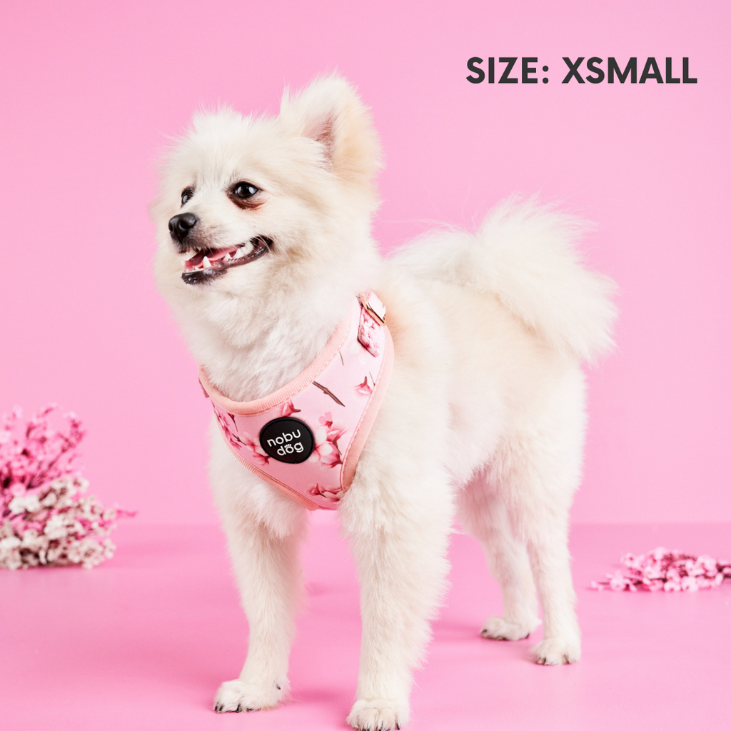 Cherry Blossom Adventure Dog Gift Box • Nobu Dog • Gift Box