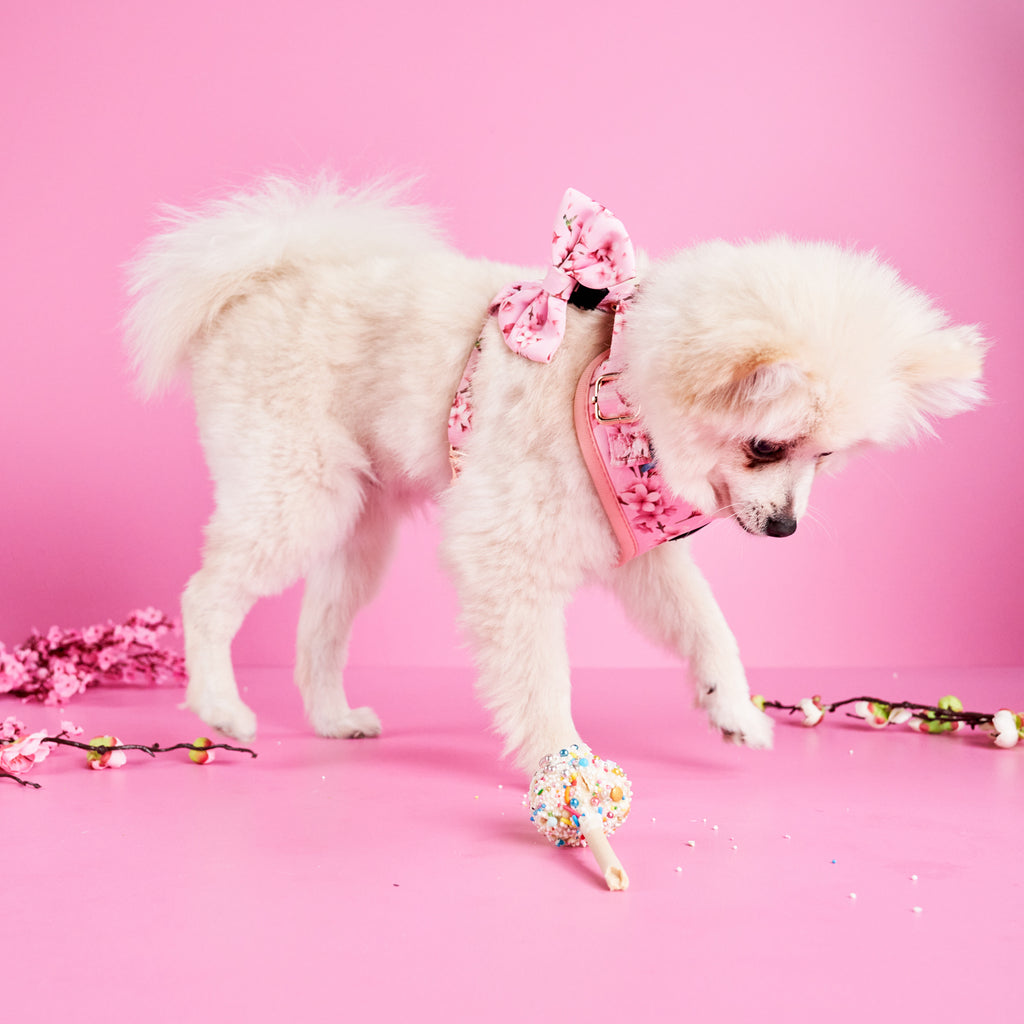 Cherry Blossom Dog Bow Tie • Nobu Dog • Bow Tie