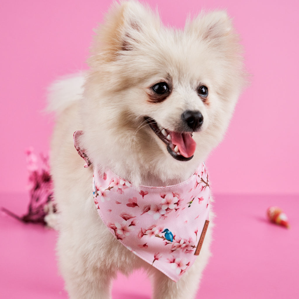 Cherry Blossom Dog Bandana • Nobu Dog • Bandana